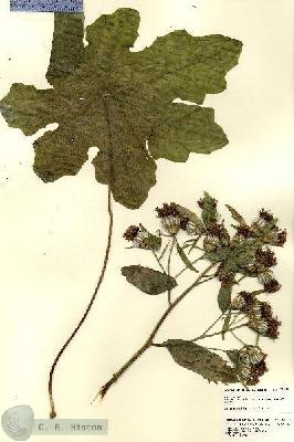 URN_catalog_HBHinton_herbarium_23218.jpg.jpg