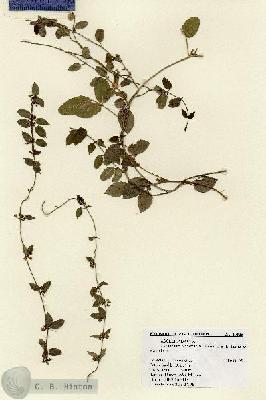 URN_catalog_HBHinton_herbarium_17935.jpg.jpg