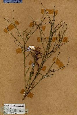 URN_catalog_HBHinton_herbarium_17932.jpg.jpg