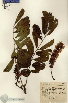 URN_catalog_HBHinton_herbarium_8079.jpg.jpg