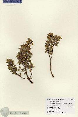 URN_catalog_HBHinton_herbarium_18158.jpg.jpg