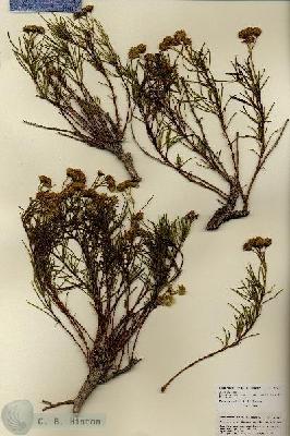 URN_catalog_HBHinton_herbarium_25987.jpg.jpg