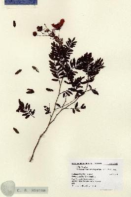 URN_catalog_HBHinton_herbarium_11512.jpg.jpg