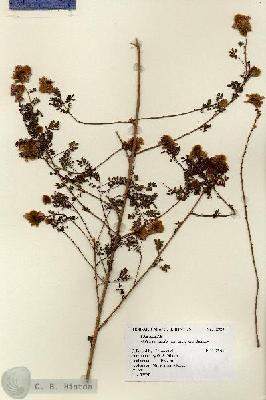 URN_catalog_HBHinton_herbarium_12929.jpg.jpg