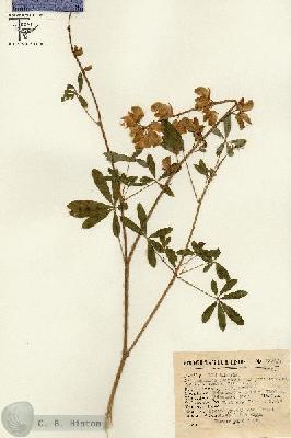 URN_catalog_HBHinton_herbarium_13285.jpg.jpg