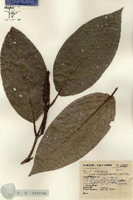 URN_catalog_HBHinton_herbarium_14050.jpg.jpg