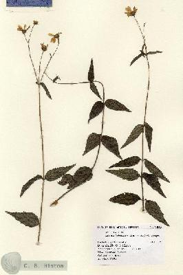 URN_catalog_HBHinton_herbarium_14898.jpg.jpg