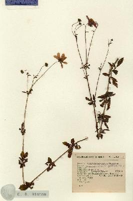URN_catalog_HBHinton_herbarium_1700.jpg.jpg