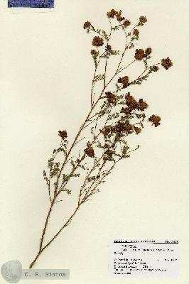 URN_catalog_HBHinton_herbarium_18105.jpg.jpg