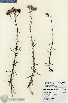 URN_catalog_HBHinton_herbarium_27258.jpg.jpg