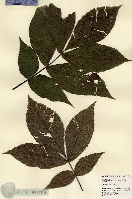 URN_catalog_HBHinton_herbarium_23442.jpg.jpg