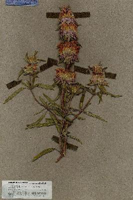 URN_catalog_HBHinton_herbarium_18514.jpg.jpg