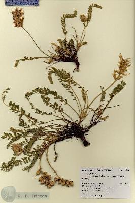 URN_catalog_HBHinton_herbarium_18548.jpg.jpg