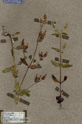 URN_catalog_HBHinton_herbarium_18342.jpg.jpg