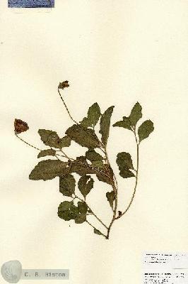 URN_catalog_HBHinton_herbarium_22222.jpg.jpg