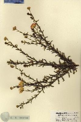 URN_catalog_HBHinton_herbarium_18652.jpg.jpg