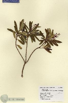 URN_catalog_HBHinton_herbarium_18412.jpg.jpg
