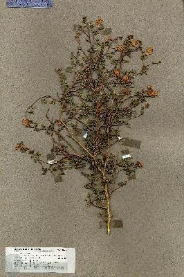 URN_catalog_HBHinton_herbarium_18433.jpg.jpg