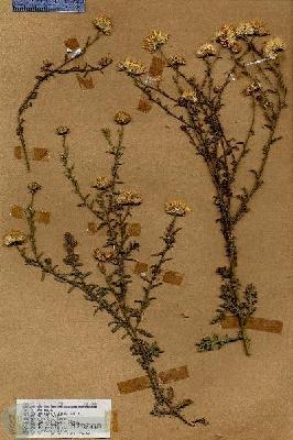URN_catalog_HBHinton_herbarium_18434.jpg.jpg