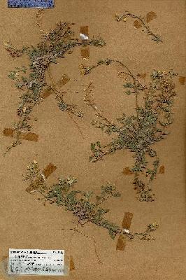 URN_catalog_HBHinton_herbarium_18454.jpg.jpg