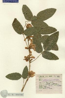 URN_catalog_HBHinton_herbarium_4447.jpg.jpg