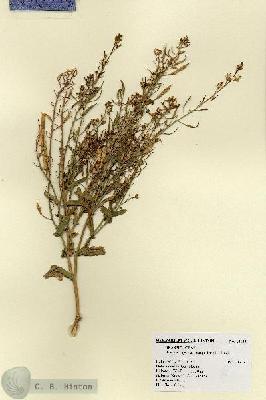 URN_catalog_HBHinton_herbarium_18503.jpg.jpg