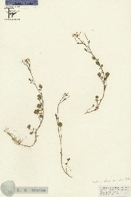 URN_catalog_HBHinton_herbarium_26646.jpg.jpg