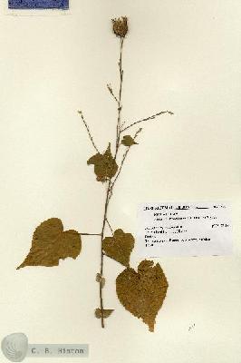 URN_catalog_HBHinton_herbarium_7431.jpg.jpg