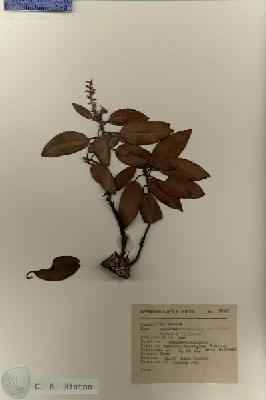URN_catalog_HBHinton_herbarium_8847.jpg.jpg