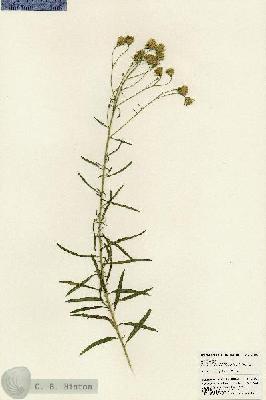 URN_catalog_HBHinton_herbarium_23684.jpg.jpg