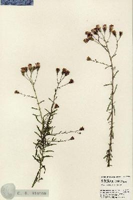 URN_catalog_HBHinton_herbarium_23676.jpg.jpg