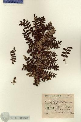 URN_catalog_HBHinton_herbarium_9193.jpg.jpg
