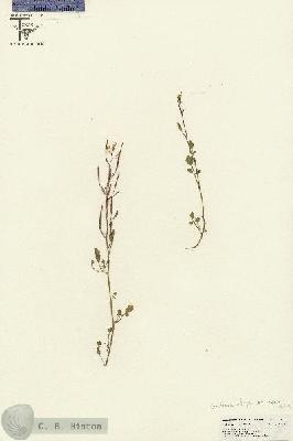 URN_catalog_HBHinton_herbarium_26850.jpg.jpg