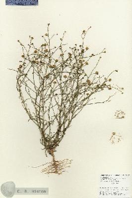 URN_catalog_HBHinton_herbarium_27067.jpg.jpg