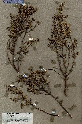 URN_catalog_HBHinton_herbarium_18811.jpg.jpg