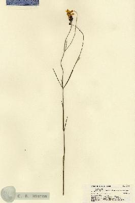 URN_catalog_HBHinton_herbarium_21494.jpg.jpg