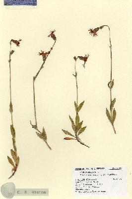 URN_catalog_HBHinton_herbarium_18905.jpg.jpg