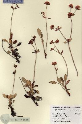 URN_catalog_HBHinton_herbarium_18930.jpg.jpg