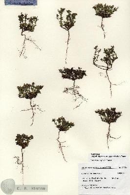 URN_catalog_HBHinton_herbarium_27183.jpg.jpg