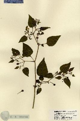 URN_catalog_HBHinton_herbarium_21542.jpg.jpg