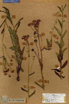 URN_catalog_HBHinton_herbarium_18980.jpg.jpg
