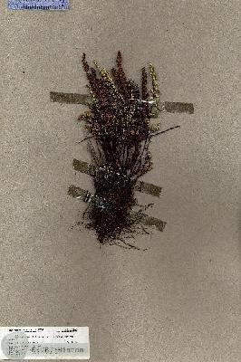 URN_catalog_HBHinton_herbarium_19048.jpg.jpg