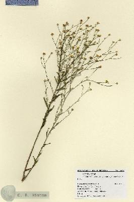 URN_catalog_HBHinton_herbarium_19076.jpg.jpg