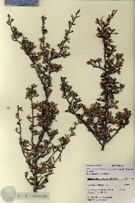 URN_catalog_HBHinton_herbarium_27302.jpg.jpg