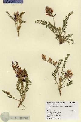 URN_catalog_HBHinton_herbarium_19128.jpg.jpg
