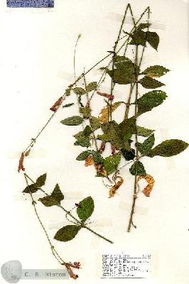 URN_catalog_HBHinton_herbarium_19164.jpg.jpg