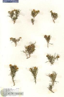 URN_catalog_HBHinton_herbarium_19223.jpg.jpg
