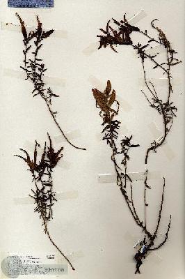 URN_catalog_HBHinton_herbarium_19193.jpg.jpg