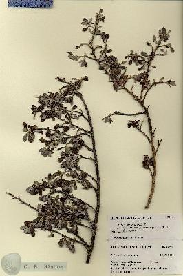 URN_catalog_HBHinton_herbarium_27440.jpg.jpg