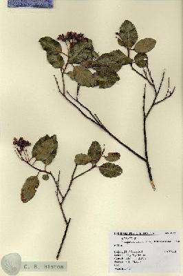 URN_catalog_HBHinton_herbarium_19357.jpg.jpg